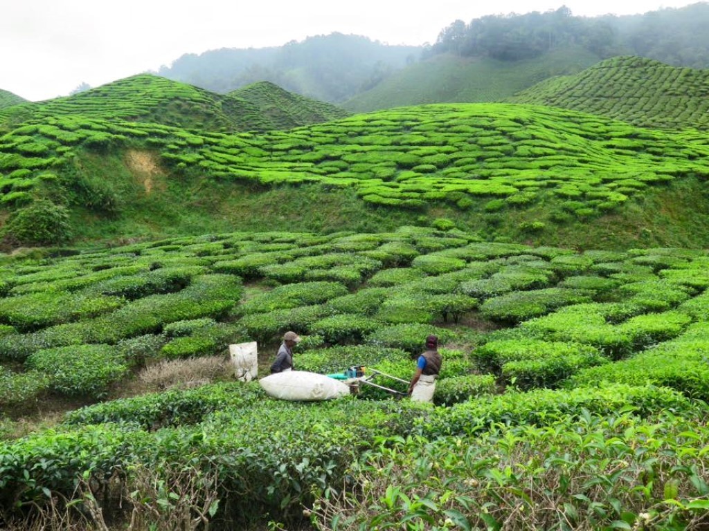 11250621_1072988359419773_6963983567911827698_n