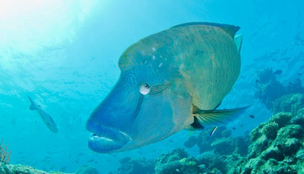 12036606_1056022821116327_5790465849771428551_n