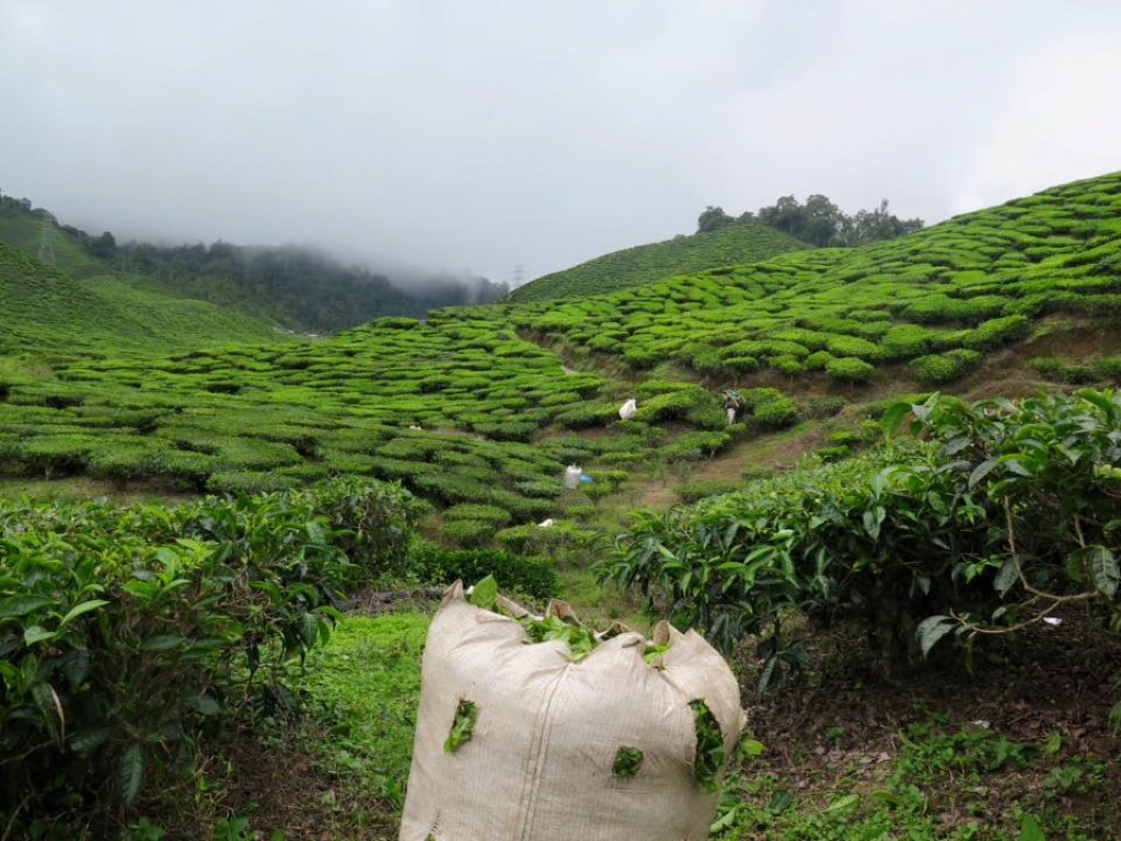 12112406_1072988076086468_634983727762130813_n