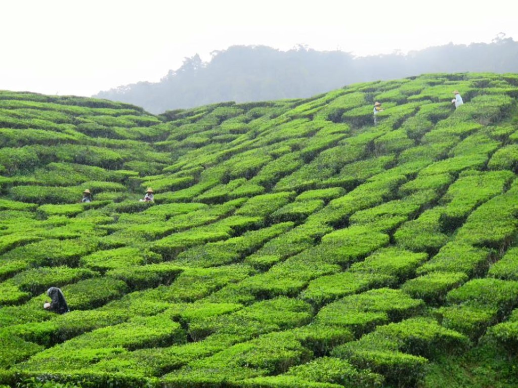 12122831_1072988129419796_4763951375339846788_n