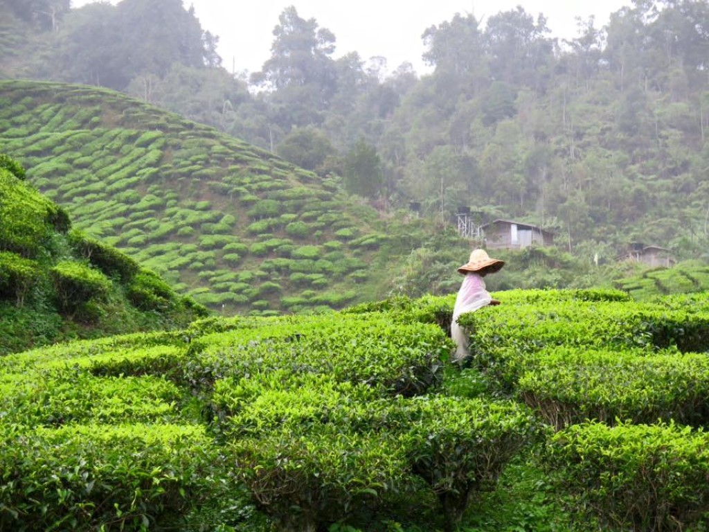 12191027_1072988166086459_7100782872919598767_n