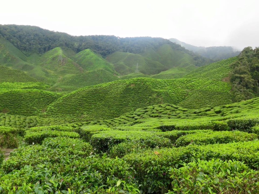 12193802_1072988049419804_1803862078011396120_n