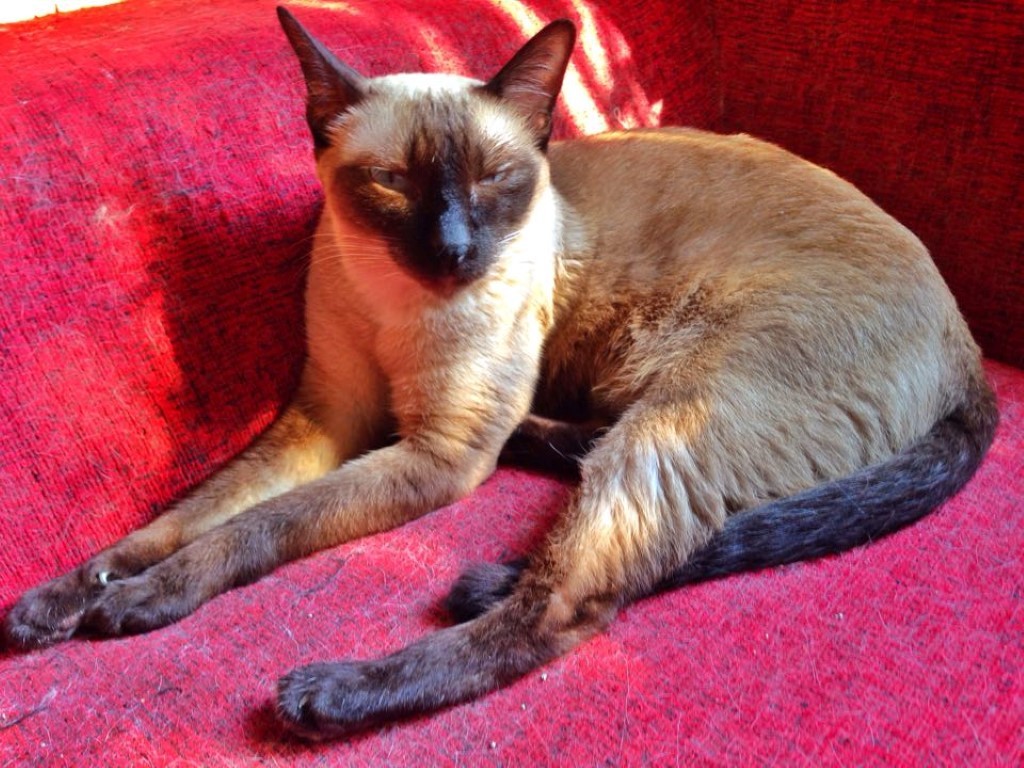 12467949_10153910928647700_1547538681_n