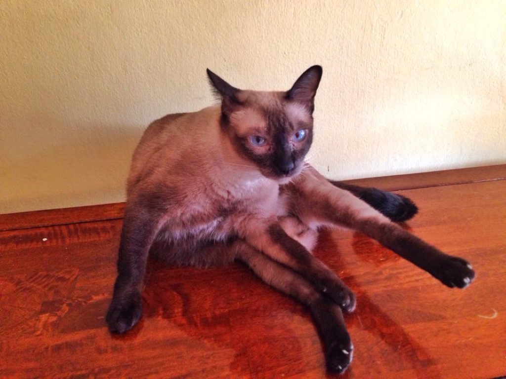 12575947_10153910927402700_258616949_n