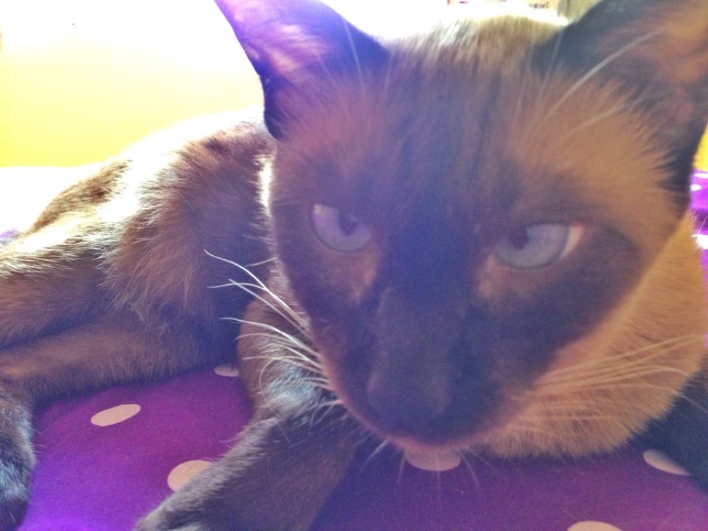 12607172_10153910927352700_1700087606_n