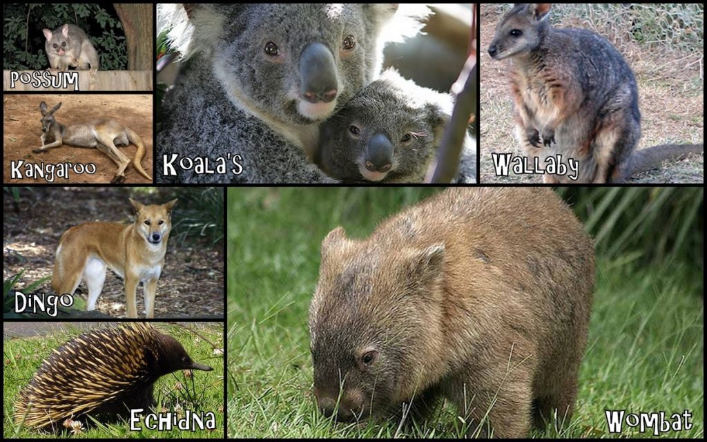 aussie animals